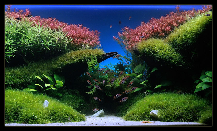 Svetlichni-S6.jpg
