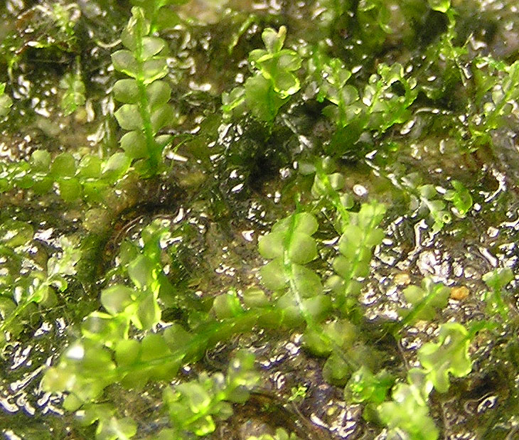 moss2.jpg