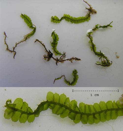 noname_moss.jpg