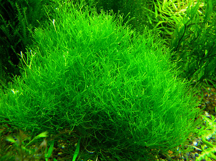 riccia1.jpg