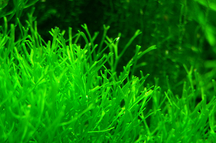 riccia2.jpg