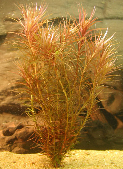 rotala_mexicana_CN.jpg