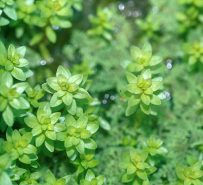 rotala-occultiflora-emersed_DW.jpg