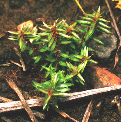 rotala-mexicana-emersed_DW.jpg