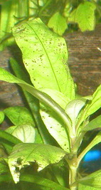 PC060001про.jpg