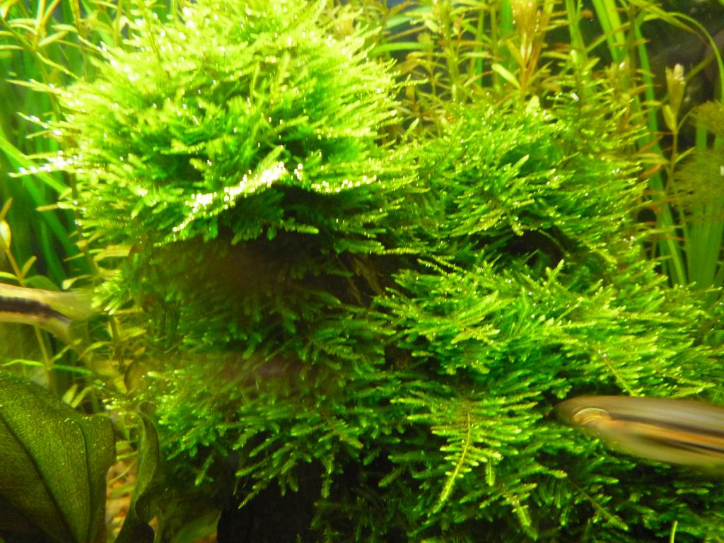  размера P1000781.JPG