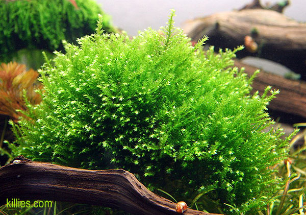 Philonotis sp..jpg