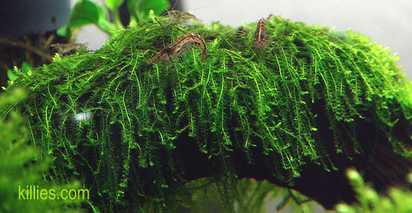 new_moss.jpg