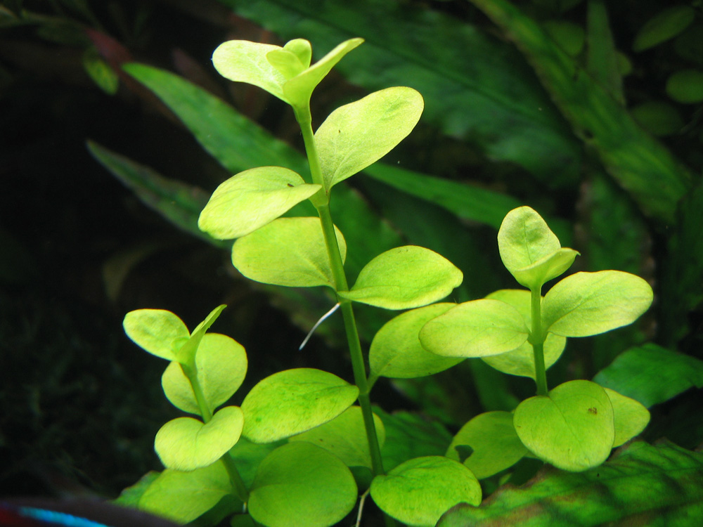 Micranthemum unbrosum.jpg