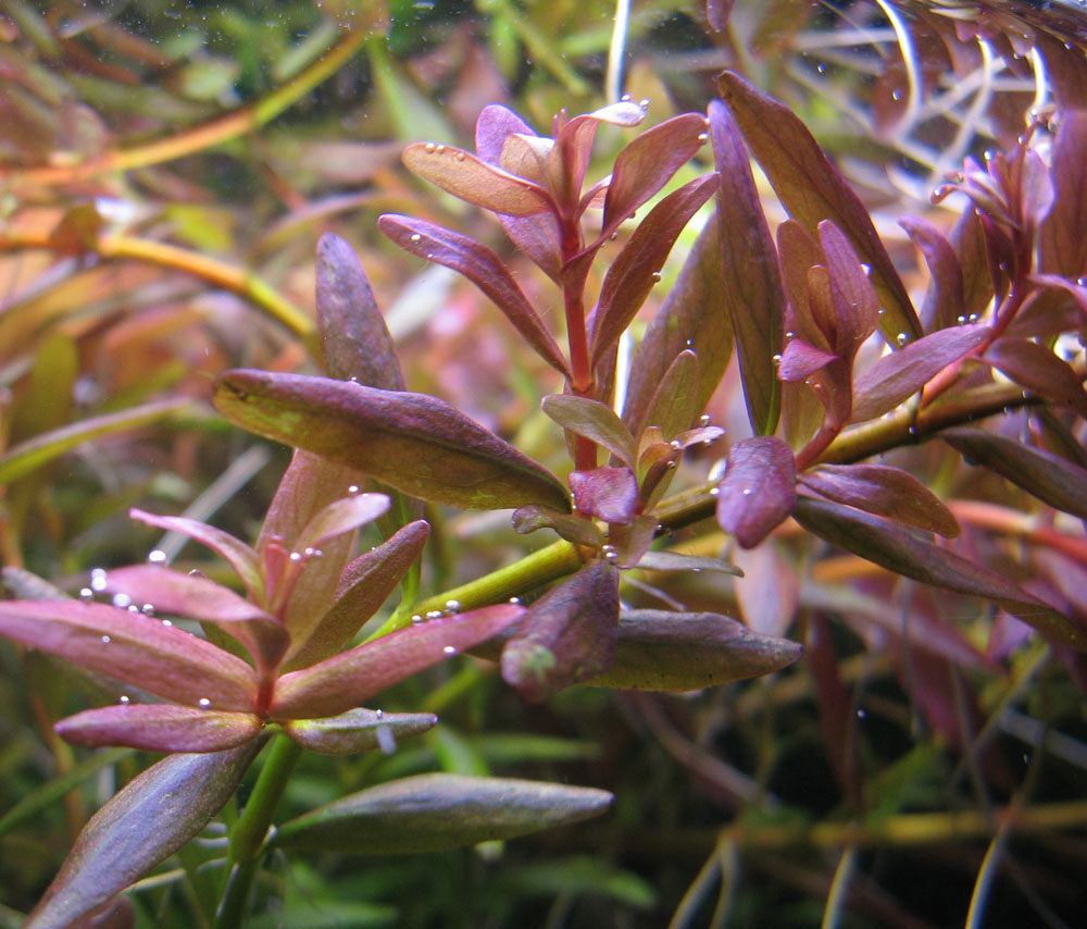 Rotala rotundifolia...jpg