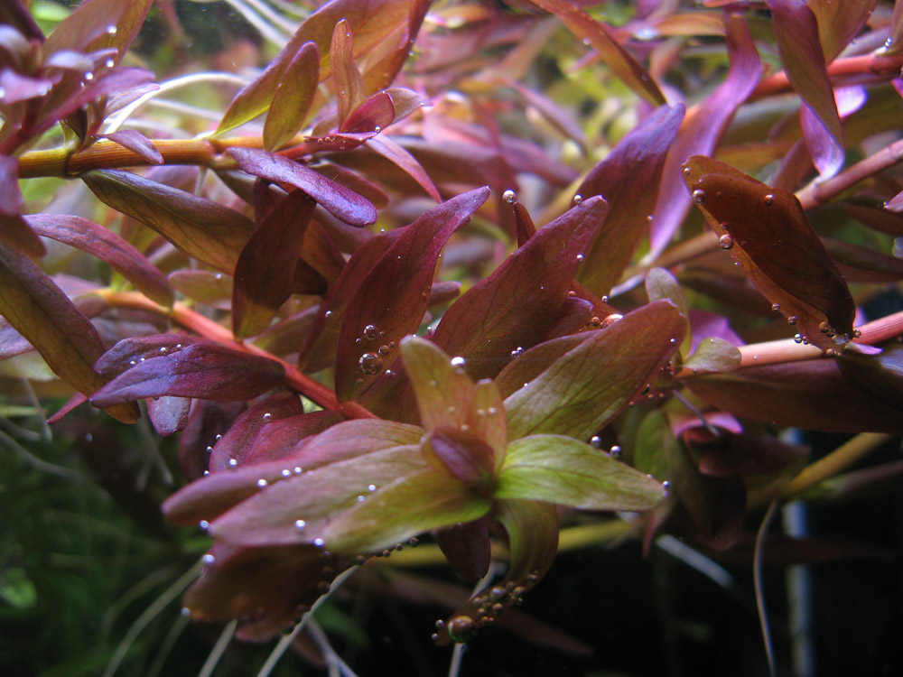 Rotala rotundifolia..jpg