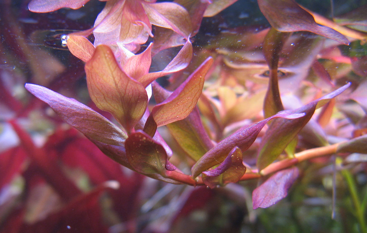 Rotala rotundifolia.jpg