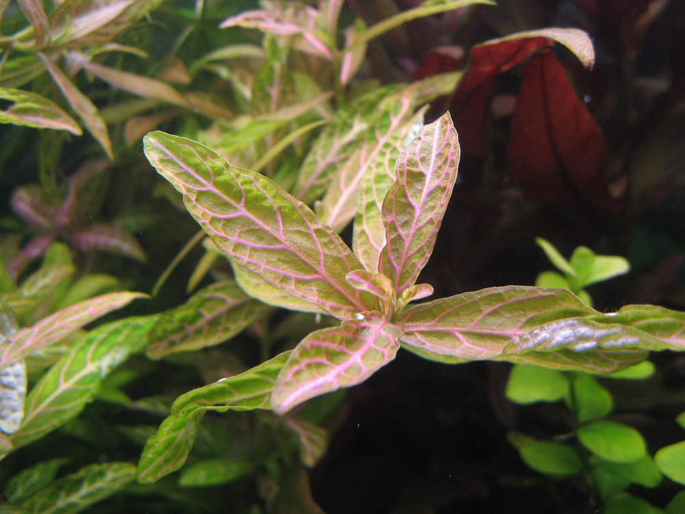 Hygrophila Rozanervig..jpg