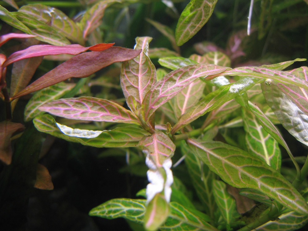 Hygrophila Rozanervig.jpg