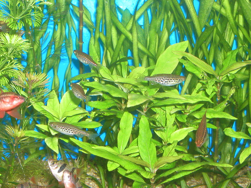 P7010028пр.jpg