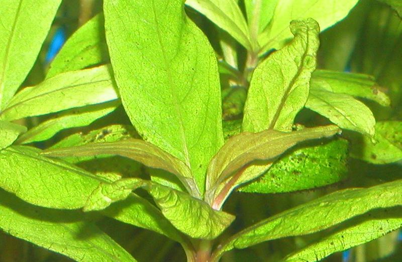 P1060004пр.jpg