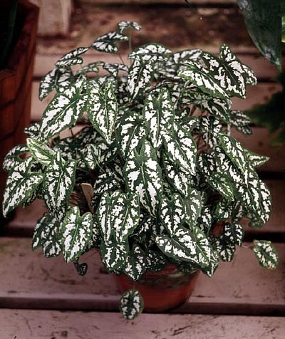 Caladiumhumboldtii.jpg