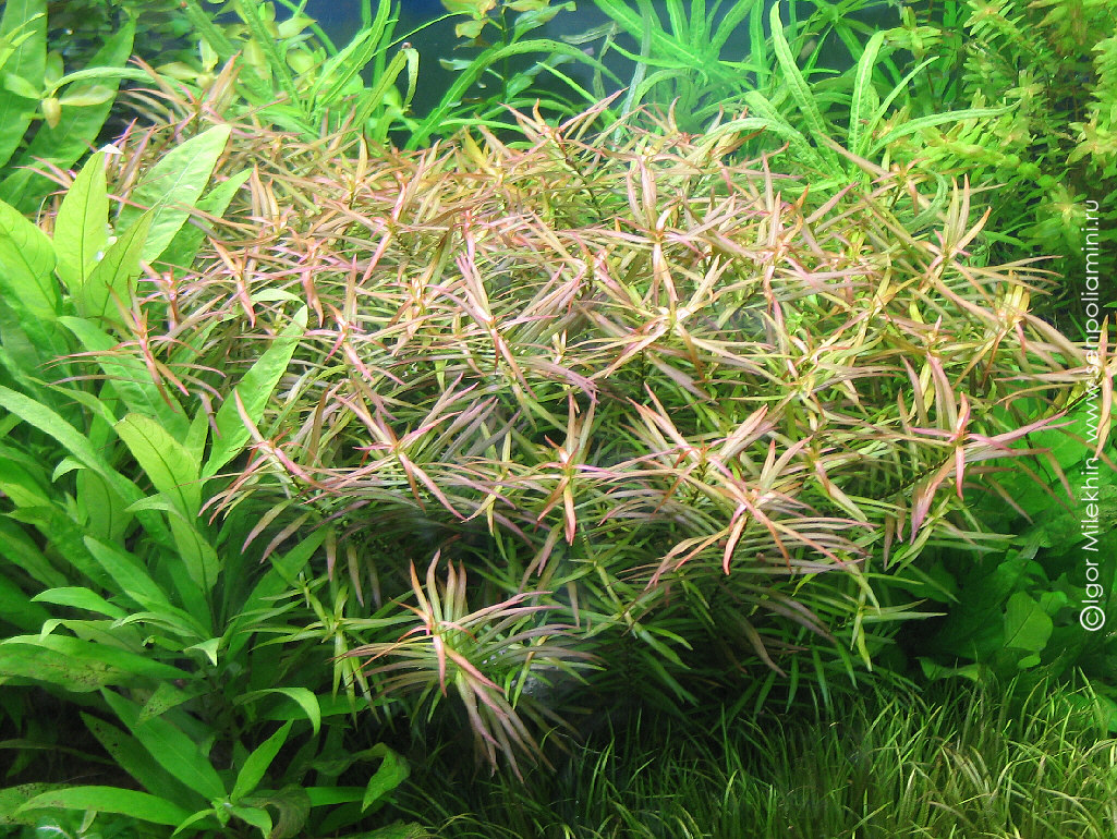 Ludwigia_arcuata01.jpg