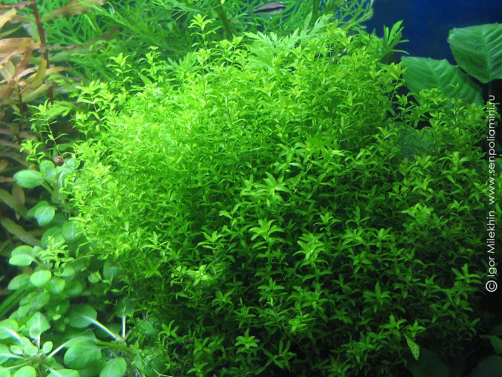 Hemianthus_micranthemoides01.jpg
