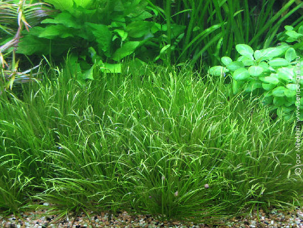 Blyxa_japonica02.jpg