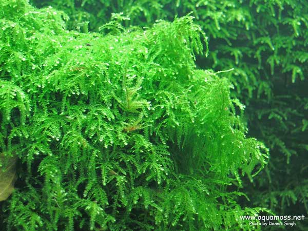 Weeping-Moss.jpg