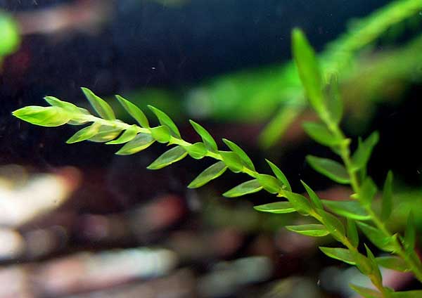Fontinalis antyperitica var. antyperitica- version no.2.jpg