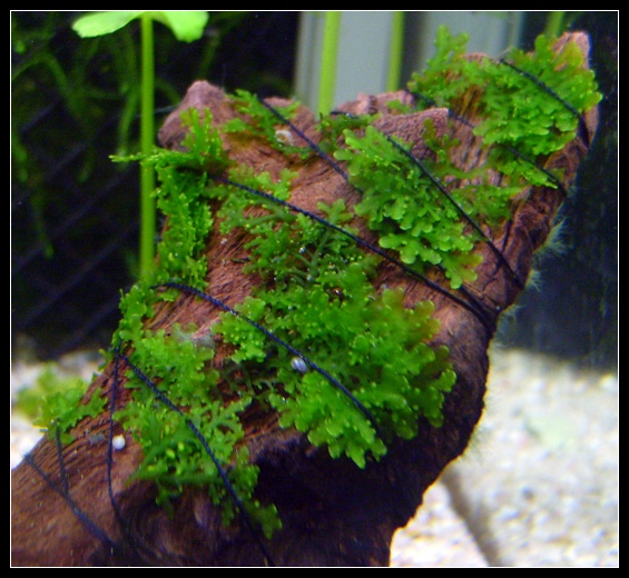 Riccardia-chamedryfolia.jpg
