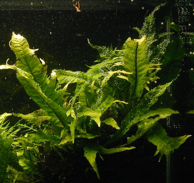 microsorum_tropica_large.jpg