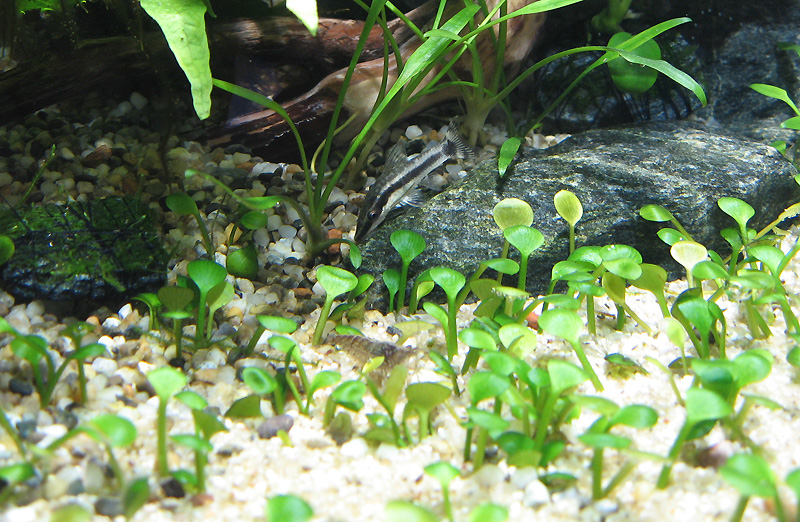 marsilea.jpg