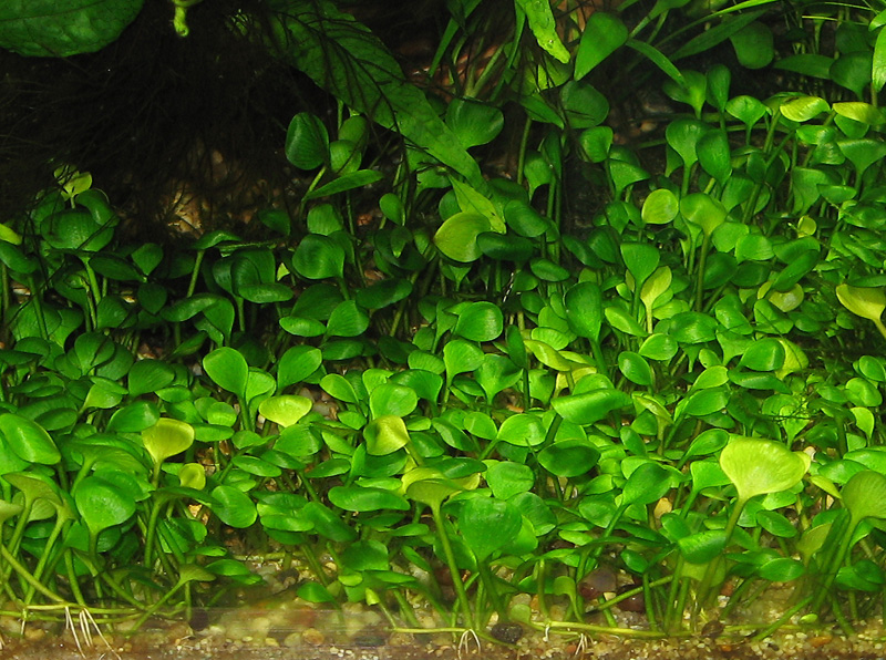 marsilea2.jpg